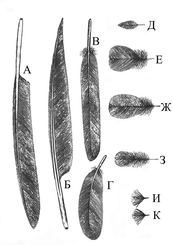 Широкая и мягкая часть пера называется. Перья птиц. Разновидности перьев. Маленькие пуховые перья. Типы гусиных перьев.