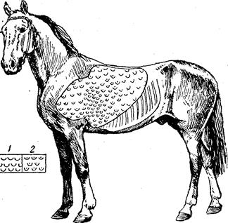 Реферат: Хронический бронхит у лошади