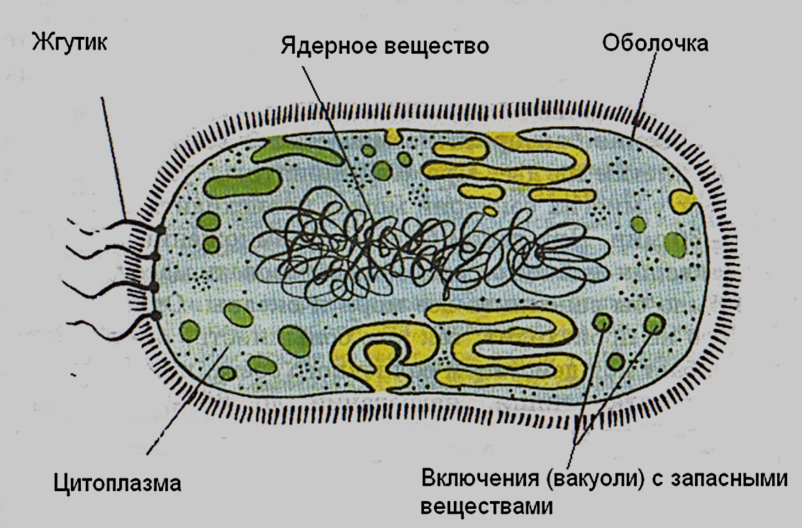 Особенности клетки бактерии 5 класс