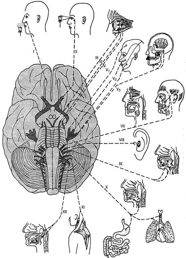 Расположение черепных нервов. Головной мозг 12 пар черепно мозговых нервов. Схема 12 пар ЧМН. Места выхода 12 пар черепных нервов. Черепные нервы 12 пар.