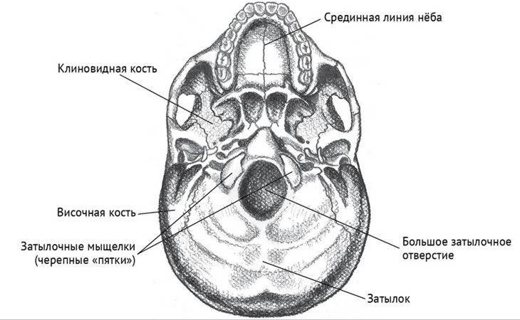 Мыщелки черепа. Мыщелка затылочной кости. Мыщелок черепа. Кости черепа затылочная. Мыщелки черепа затылочные.