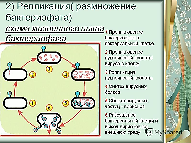 Цикл бактерии. Этапы жизненного цикла бактериофага. Размножение бактериофага репликация. Схема цикла размножения бактериофага. Размножение вирусов схема.