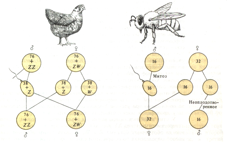 Гетерогаметные особи. Партеногенез хромосомный набор. Набор хромосом у пчел. Механизм определения пола у пчел. Партеногенез у пчел схема.