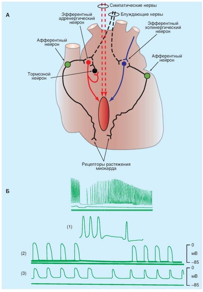 Периферические рефлексы. Схема внутрисердечной нервной системы. Интракардиальная нервная система сердца. Внутрисердечные механизмы регуляции сердца схема. Внутрисердечные периферические рефлексы схема.