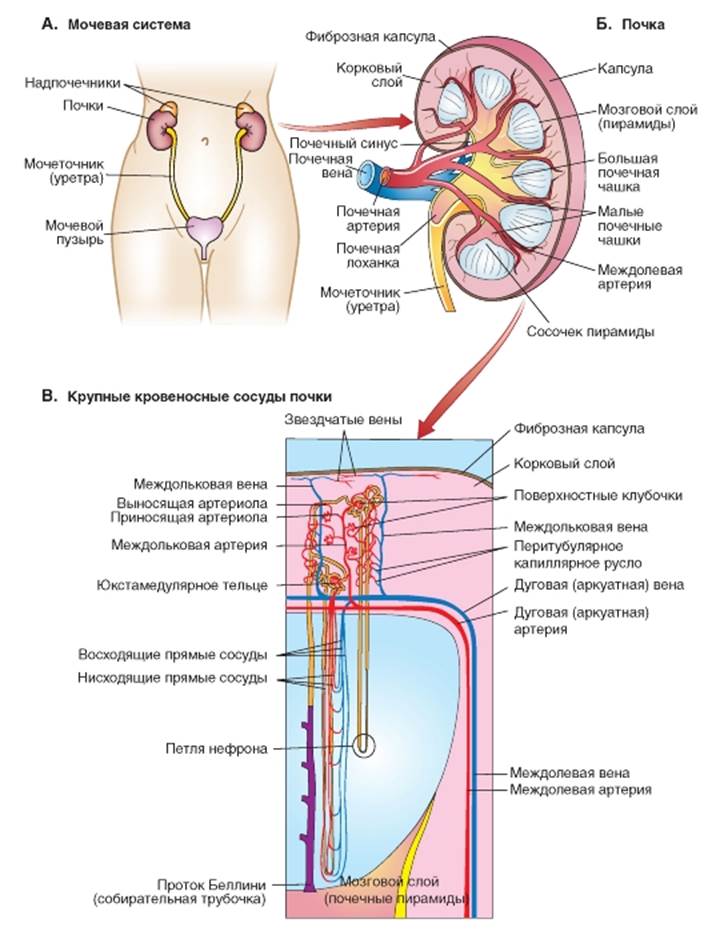 Почечные артерии и вены. Строение почки кровеносные сосуды. Почечная Вена строение. Почечная Вена анатомия.