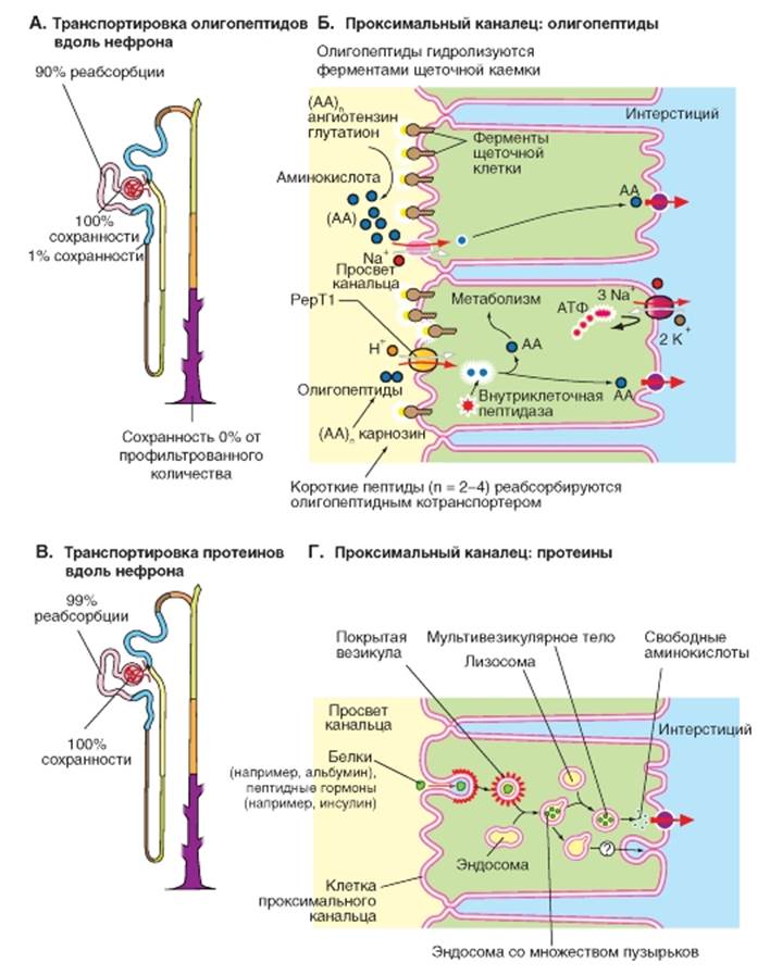 Белковые канальцы. Канальцевая реабсорбция активный транспорт. Канальцевая реабсорбция белков. Механизм реабсорбции в проксимальных канальцах. Процессы в проксимальном канальце.