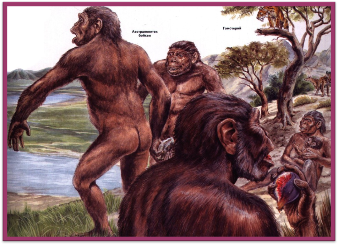 Предки людей жили на земле. Австралопитеки гоминид. Человекообразные обезьяны австралопитеки. Плиоцен австралопитеки. Древние люди австралопитеки.