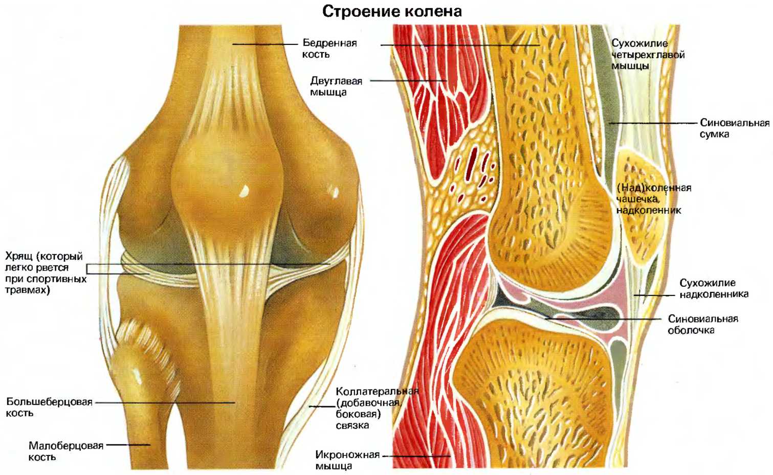 Сустав человека строение анатомия. Коленный сустав анатомия. Схема строения коленного сустава. Крыловидные складки коленного сустава анатомия. Анатомия коленного сустава Синельников.