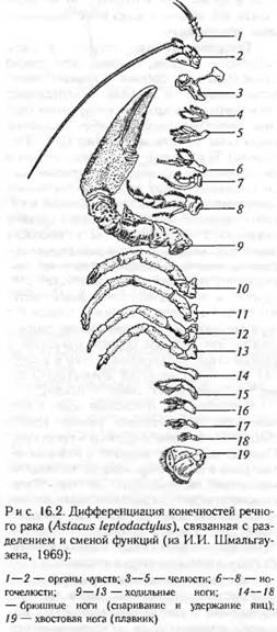 Пара ходильных конечностей рака. Astacus Leptodactylus рисунок. Astacus Astacus внешнее и внутреннее строение. Конечности речного рока. Astacus Leptodactylus Таксоном классификация.