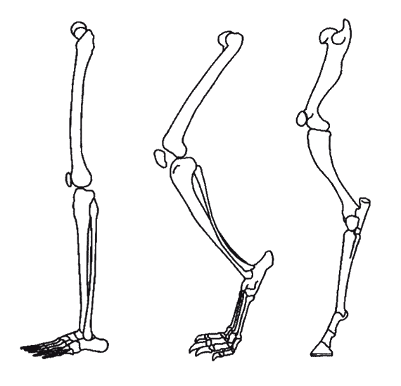 Скелет конечностей собаки. Анатомия собаки скелет конечностей. Стопоходящие пальцеходящие фалангоходящие. Скелет задней конечности собаки. Скелет ноги собаки.