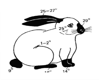 На рисунке изображены горностаевые кролики. Горностаевый кролик модификационная изменчивость. Модификации горностаевый кролик. Опыт с Горностаевым кроликом. Наследование окраски у горностаевого кролика.