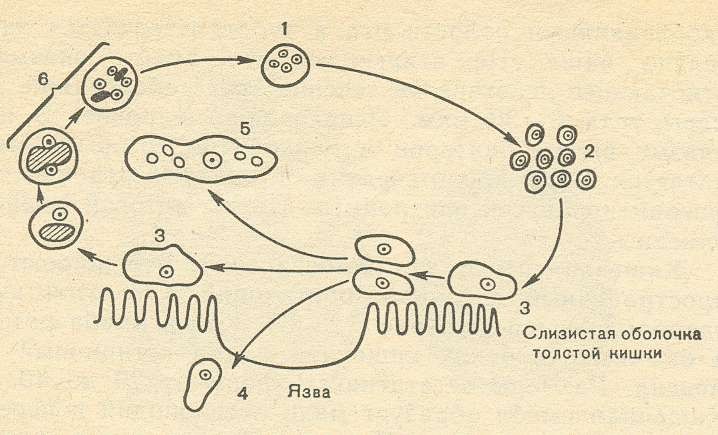 Стадия амебы поражающая толстый кишечник человека. Схема жизненного цикла развития дизентерийной амебы. Жизненный цикл дизентерийной амебы схема рисунок. Цикл развития дизентерийной амебы схема. Цикл развития дизентерийной амебы рисунок.