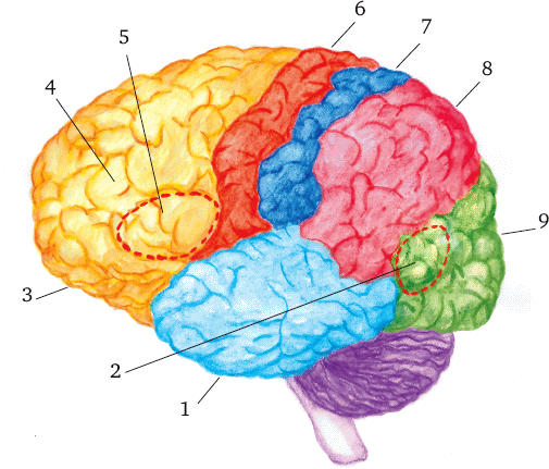 Основные зоны коры мозга. Зоны коры полушарий головного мозга. Сенсорные зоны больших полушарий. Функциональные зоны коры головного мозга. Зоны полушарий большого мозга.