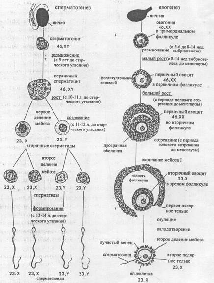 Схема овогенеза гистология