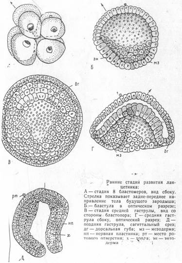 Гаструла ланцетника рисунок