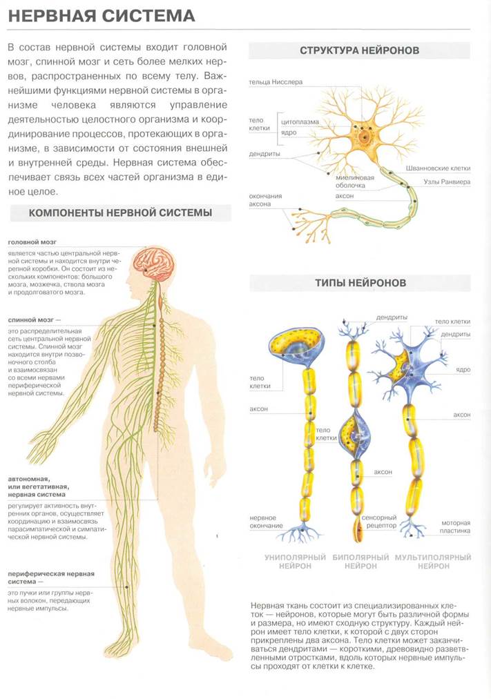 Курсовая Работа На Тему Вегетативная Нервная Система