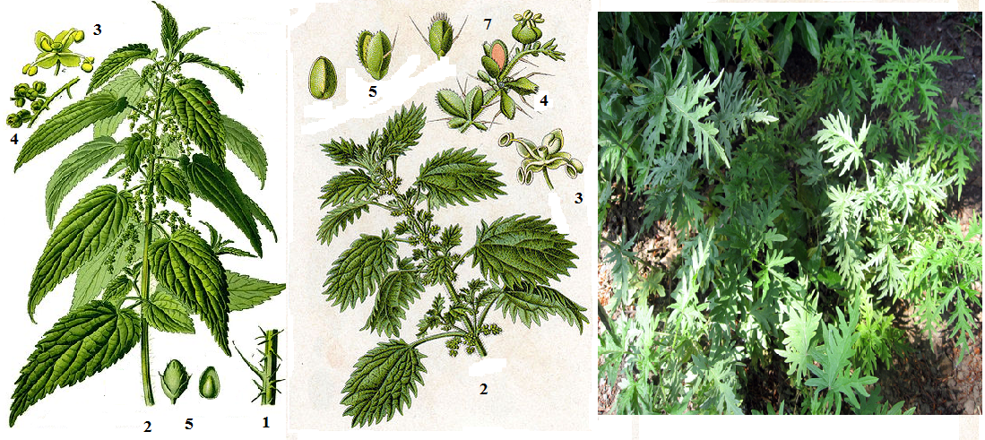 Реферат: Гарбуз звичайний корисна лікарська рослина