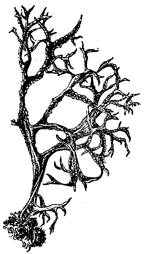 Лишайники рисунок карандашом легко