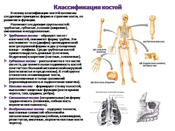 Таблица соединений кости. Соединение кости классификация. Классификация костей человека. Строение костей и их классификация. Их классификация костей.