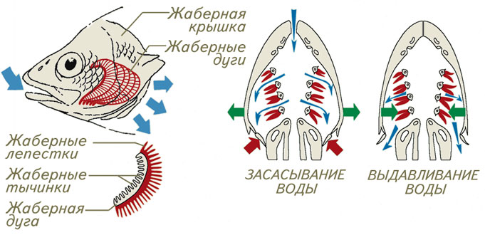 Реферат: Ремень-рыба