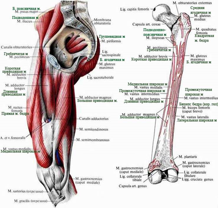 Гунтеров канал. Топография мышц бедра. Анатомия тазобедренного сустава мышц и связок. Мышцы участвующие в отведении бедра. Мышцы бедра и тазобедренного сустава.