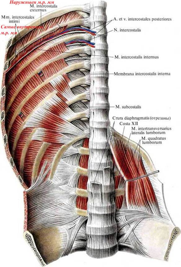 Мышцы спины и ребра. Мышцы грудины анатомия Синельников. Наружные и внутренние межреберные мышцы анатомия. Фасции мышц живота груди спины. Межреберные мышцы спины анатомия.