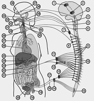 Шпаргалка: Нервы и иннервируемые органы