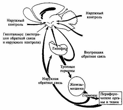 Гормоны человека схема