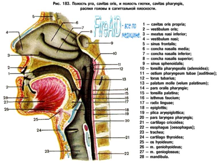 Небо на латыни. Строение ротовой полости на латыни. Ротовая полость анатомия латынь. Строение ротовой полости сбоку.