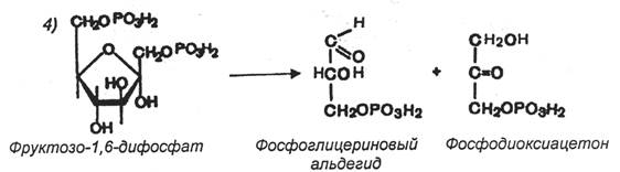 Фруктозо 6 дифосфат. Расщепление д фруктозо-1,6 дифосфата. Фруктозо 1 6 дифосфат 3 фосфоглицериновый альдегид. Фосфодиоксиацетон фосфоглицериновый альдегид. Фруктозо 1 6 дифосфат.