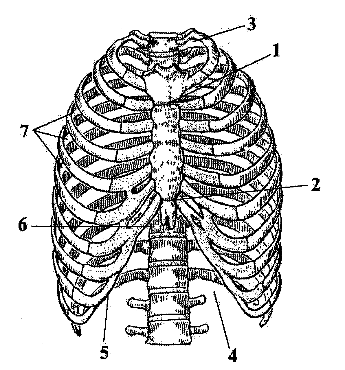 Грудная клетка человека анатомия с подписями рисунок