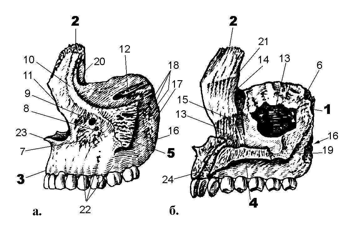 Клыковая ямка. Клыковая ямка верхней челюсти. Верхняя челюсть (Maxilla). Верхняя челюсть анатомия Синельников. Решетчатый гребень верхней челюсти.