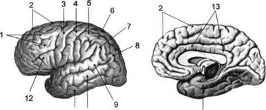 Реферат: Анатомо-физиологическое представительство в мозге психических процессов и состояний человека