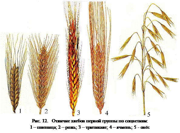 Строение ячменя. Строение пшеницы ржи ячменя. Рожь ячмень пшеница разница. Отличия в Колосе пшеницы ржи ячменя. Отличие колосок пшеницы и рожи.