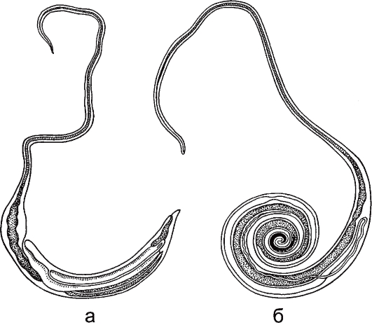 a trichocephalus földrajzi eloszlása mit jelent a helmint gyökér szó