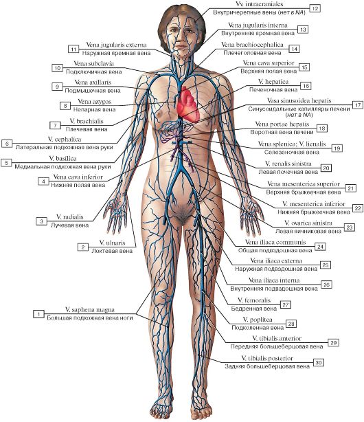 Название самой большой вены у человека. Венозная система человека анатомия схема расположения. Кровеносная система и вены человека схема. Схема венозной системы человека схема.