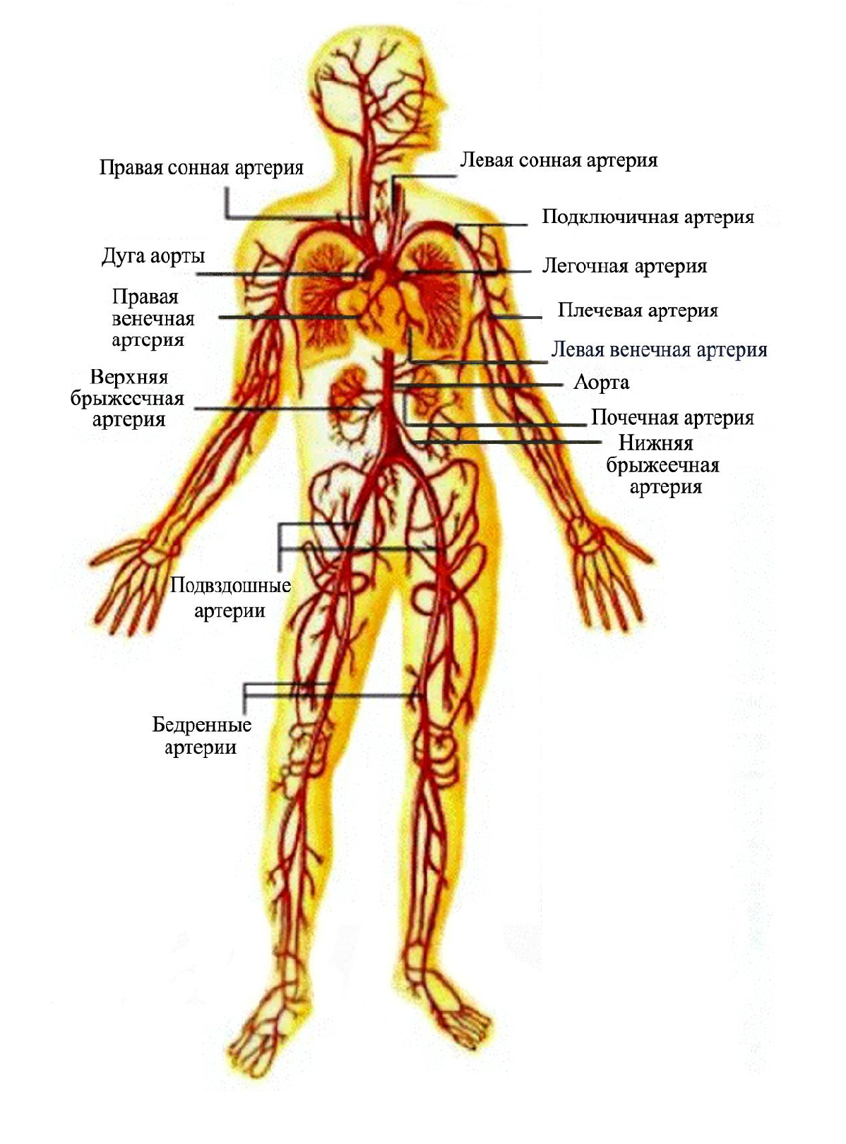 Артерии в организме человека схема расположения