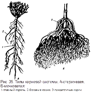 Корневая система цветковых растений. Корневая система гиацинта мочковатая. Мочковатая корневая система. Петрушка корневая система мочковатая или стержневая. Боковые корни.