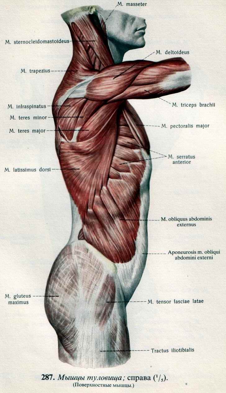Верхняя часть человека. Анатомия человека мышцы сбоку. Мышцы туловища человека анатомия. Мышцы спины сбоку анатомия. Мышцы боковой поверхности туловища.