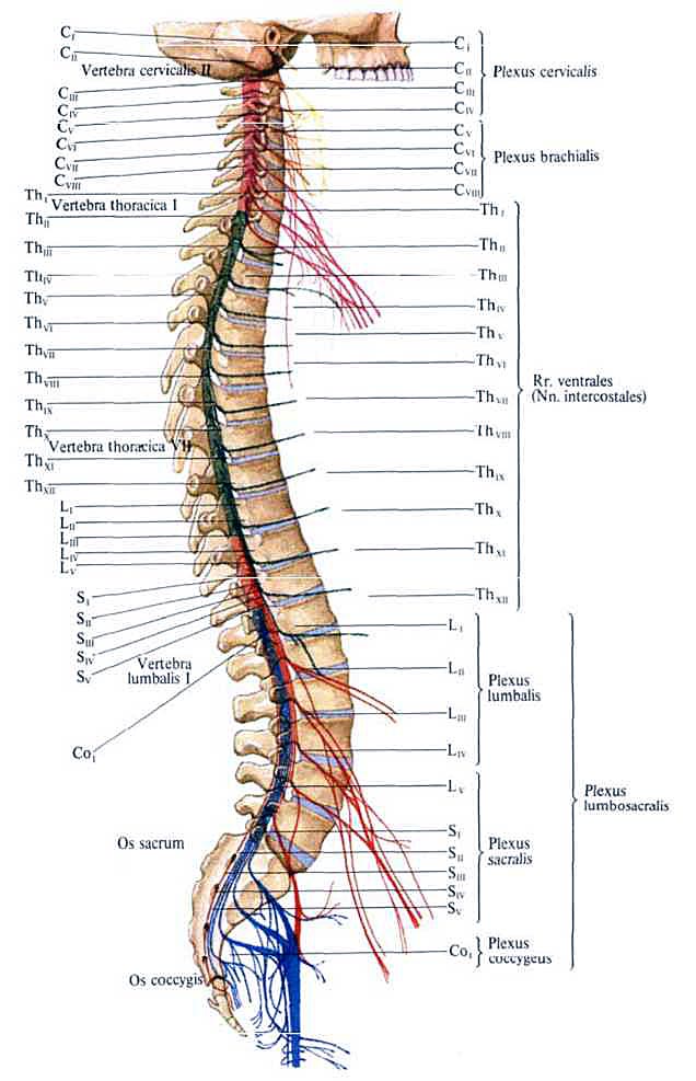 Нервы позвонков