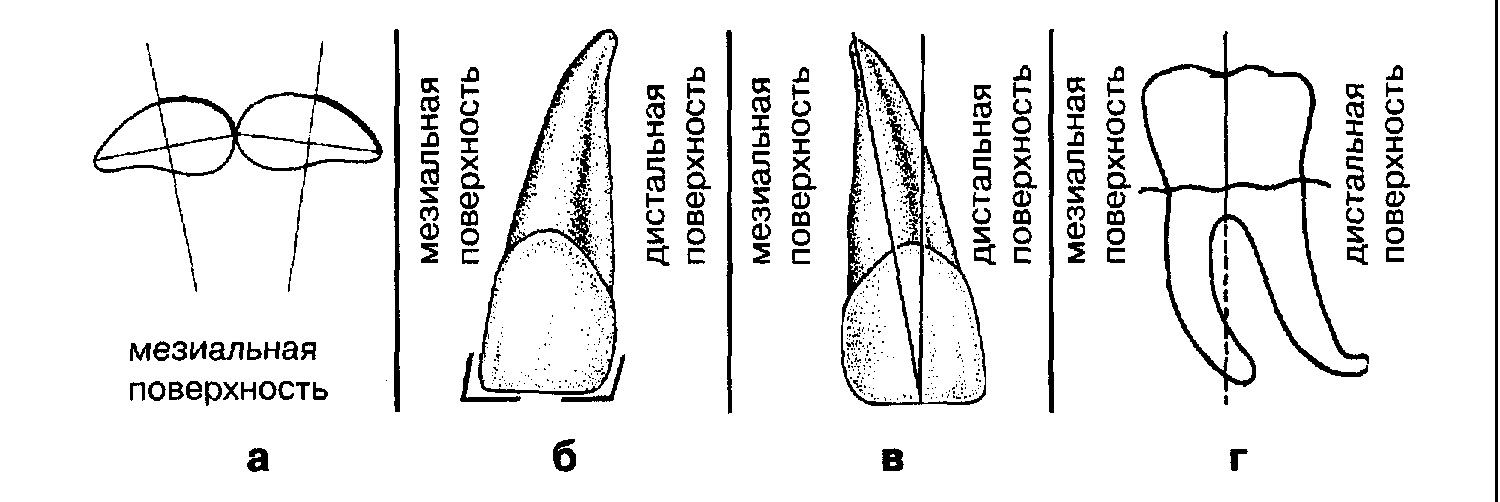 Как отличить зубы. Медиальная поверхность зуба. Поверхности зуба в стоматологии схема. Апикальная поверхность зуба. Медиальный резец верхней челюсти.