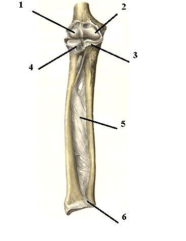 Соединения локтевой кости. Дистальный лучелоктевой сустав анатомия. Дитальный Луче локтевой сустав. Лучелоктевой межкостная мембрана. Локтевой сустав, проксимальный и дистальный лучелоктевой суставы.