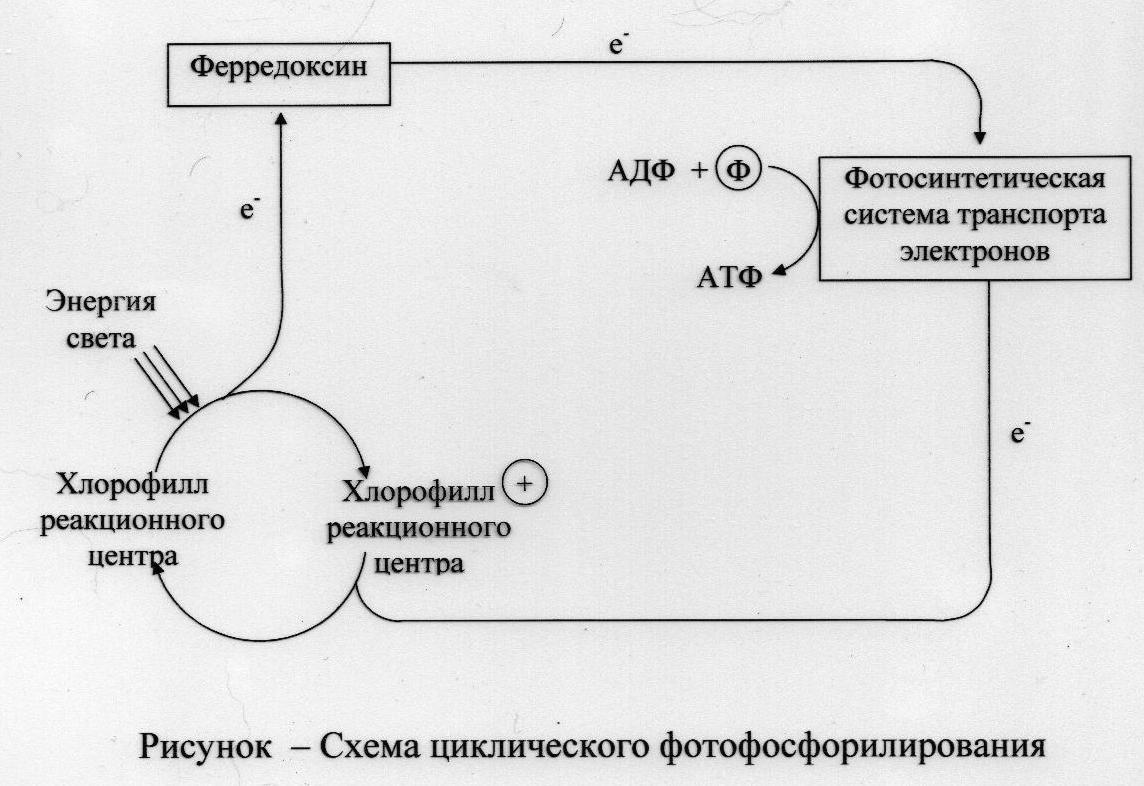 Нециклическое фотофосфорилирование z схема - 83 фото