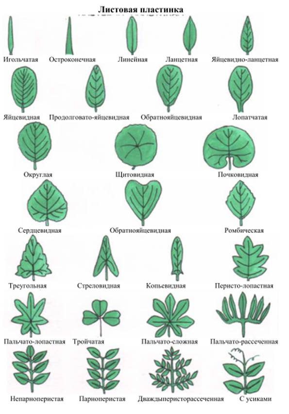 См листья по краю. Форма листа и название дерева. Название листьев. Название деревьев по листьям. Названия растений по листьям.