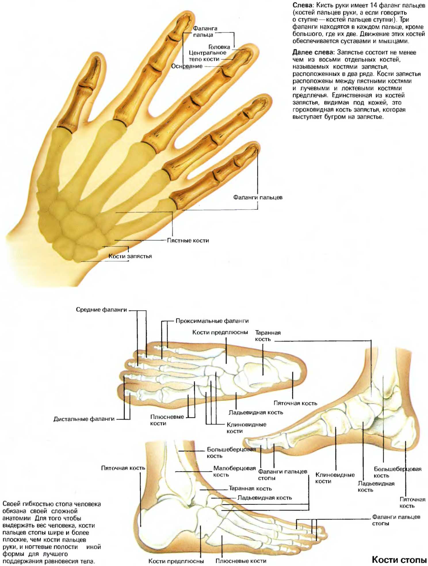 Запястье и предплюсна. Кости пясти плюсны фаланги пальцев. Основная фаланга 1 пальца кисти. Фаланги пальцев рук анатомия. Кости фаланг пальцев стопы.
