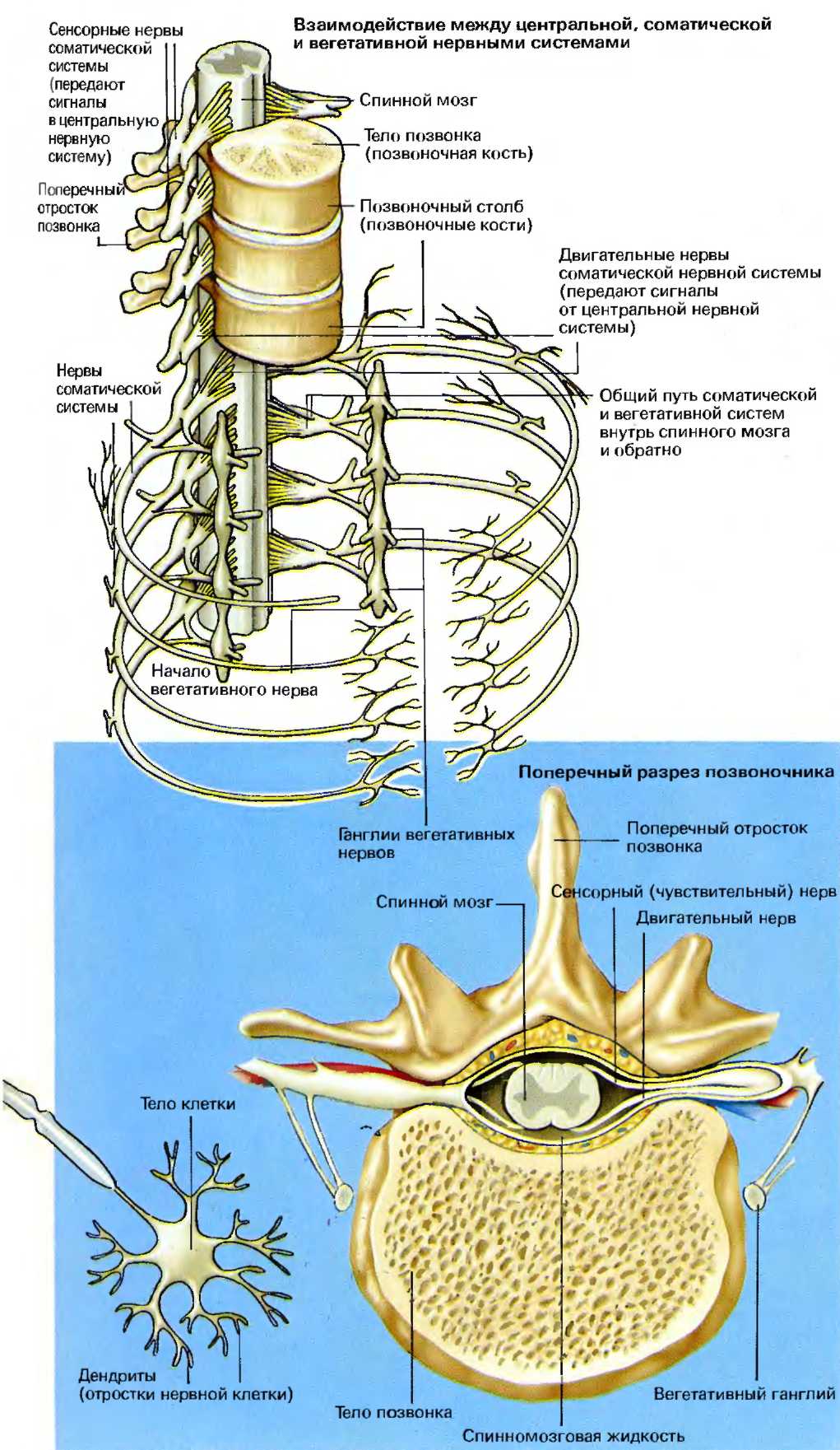 Спинномозговой нерв в позвонке. Нервные окончания позвоночника. Нервы в позвоночнике человека.