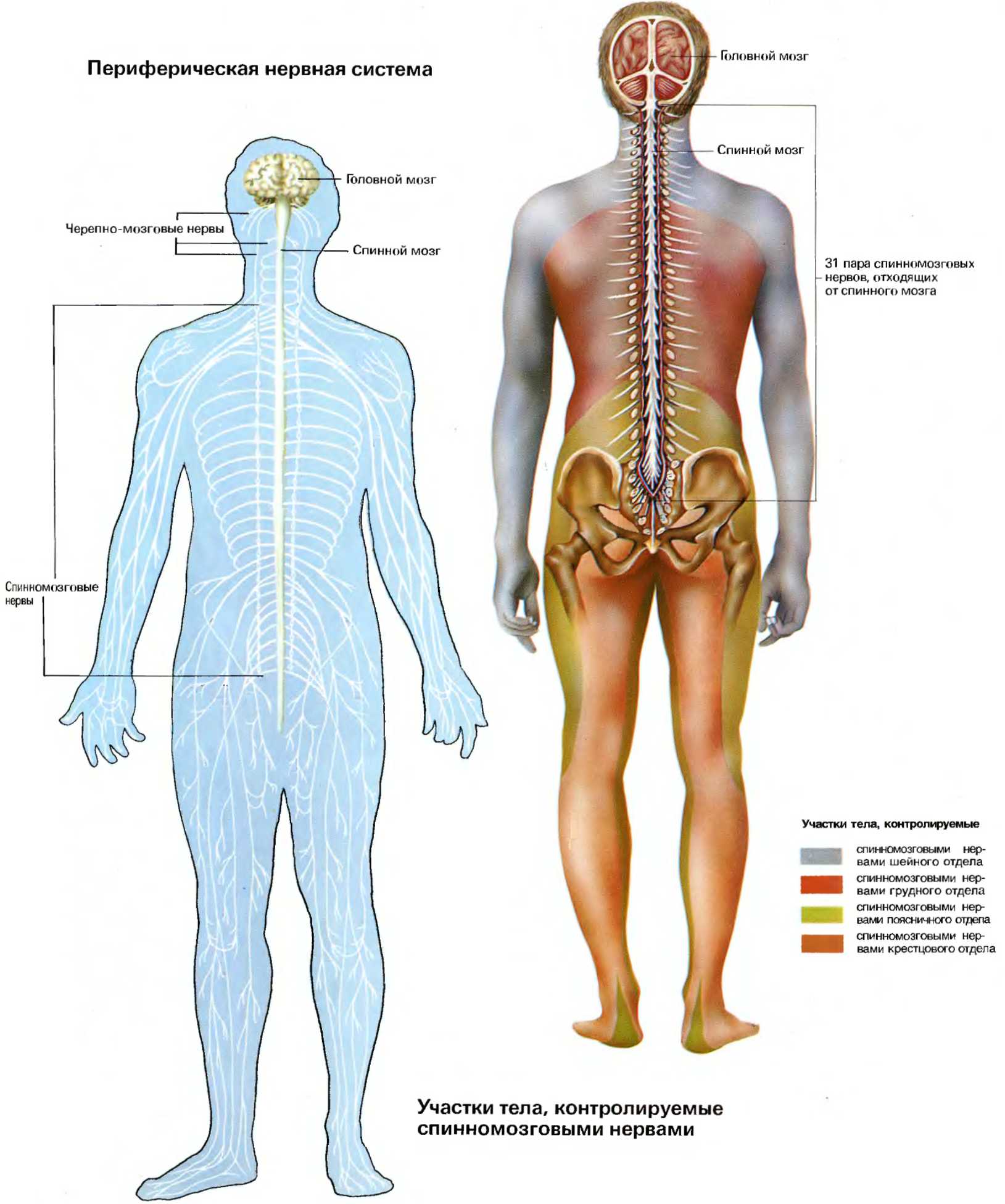 Укажите название органа периферической нервной системы человека. ПНС периферическая нервная система. Периферическая нервная система спинномозговые нервы. Периферический нерв система. Анатомия человека нервная система ПНС.