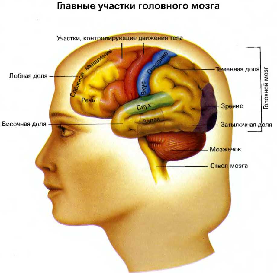 Отделы мозга обоняние. Участки мозга. Строение головного мозга. Участки мозга за что отвечают. Мозговые центры анатомия.
