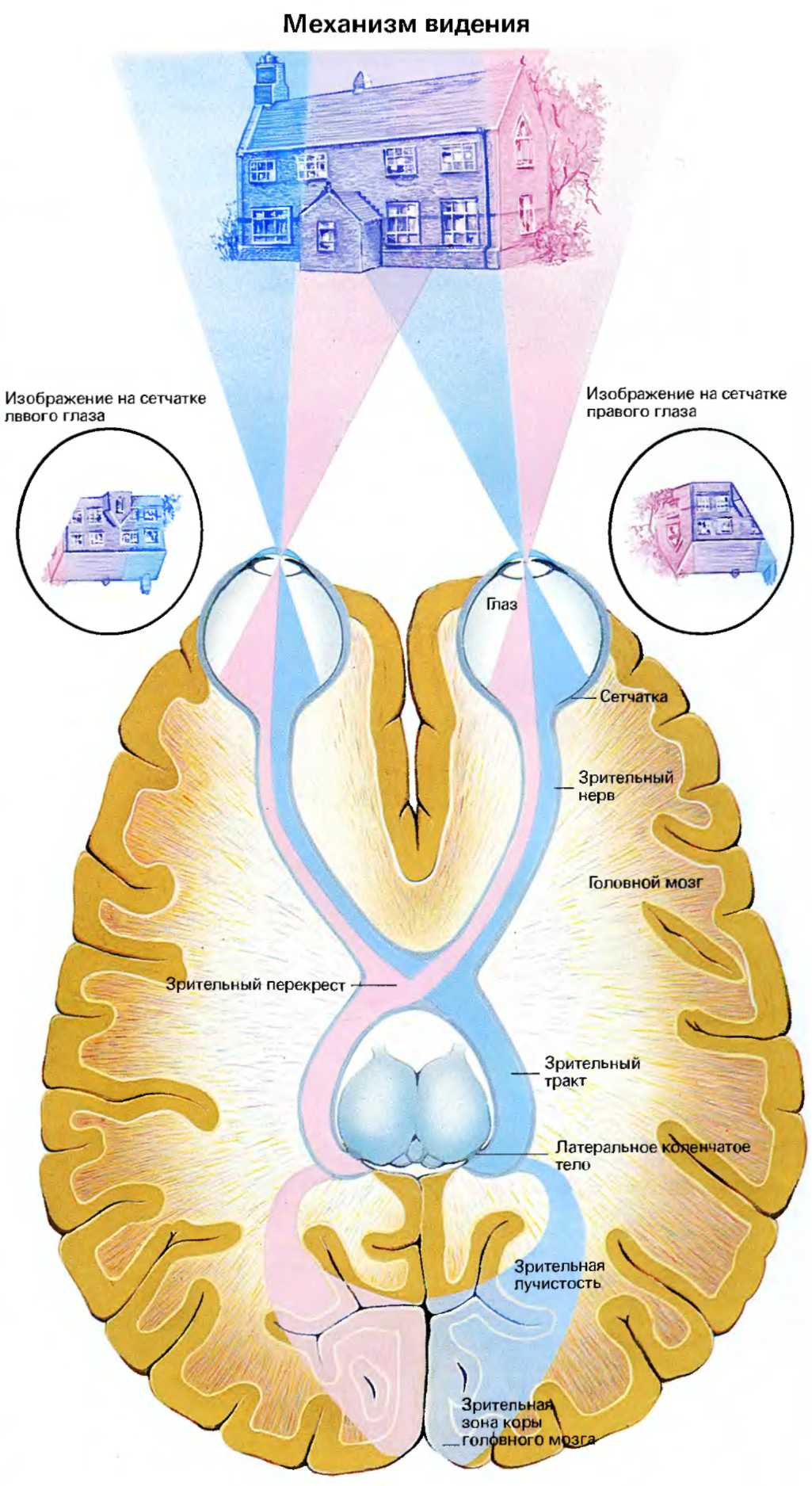 Бинокулярное зрение ответ. Зрительный нерв головного мозга. Зрительный нерв Зрительная лучистость. Зрительные пути мозга. Зрительный нерв в мозге.