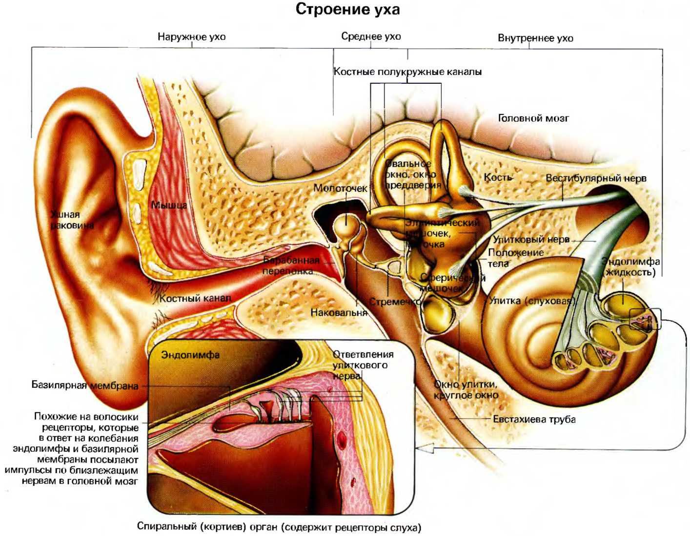 Части уха наружное среднее внутреннее. Строение внутреннего уха эндолимфа. Строение среднего уха человека анатомия. Схематическое строение внутреннего уха. Схема строения наружного среднего и внутреннего уха.